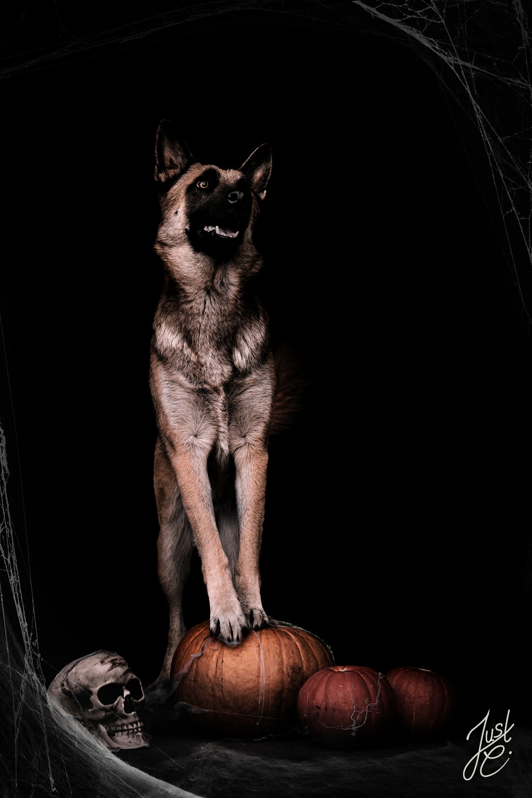 Stimmungsvolle Hundefotografie eines belgischen Schäferhundes bei einem Halloween-Shooting in Ostfriesland