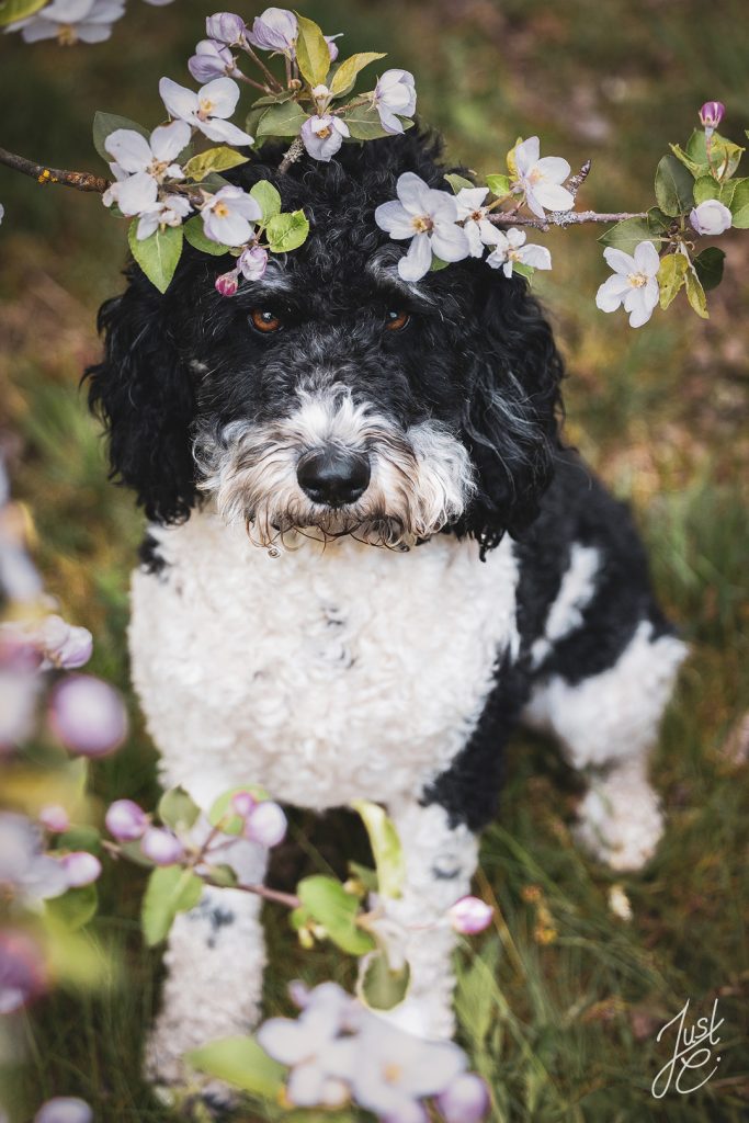 Natürliches Hundeportrait eines Pudelmix zwischen Kirschblüten bei einem Outdoor-Hundeshooting in Niedersachsen