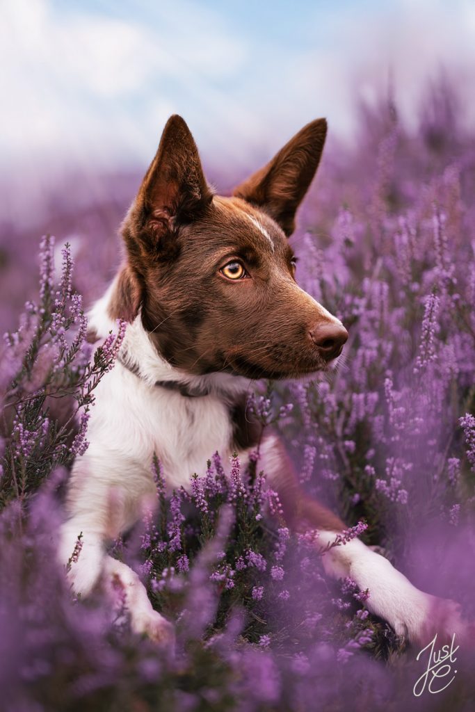 Portraitaufnahme eines Aussie mit wachen Blick bei einem Hundefotoshooting in der Heidelandschaft Niedersachsens
