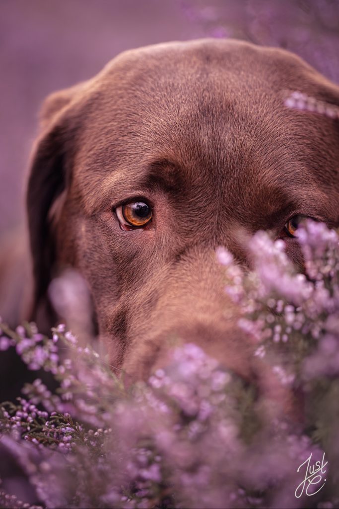 Detailaufnahme eines Labradors mit ruhigem Blick bei einem Hundefotoshooting in der Heidelandschaft Niedersachsens