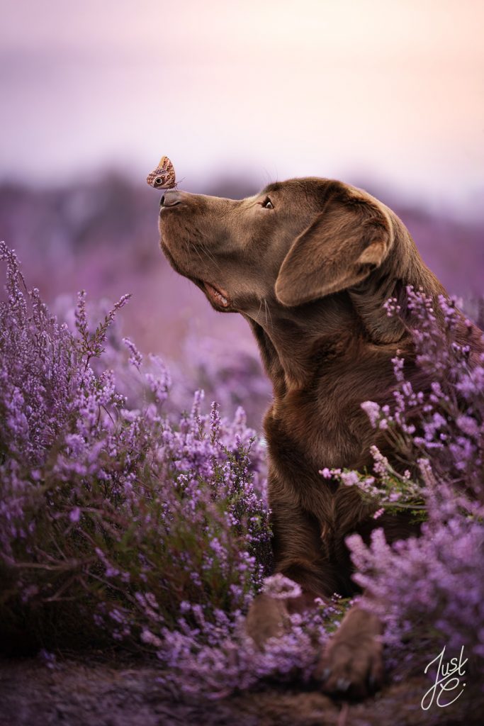 Magische Bildkomposition eines Labrador in stimmungsvoller Heidelandschaft in Niedersachsen