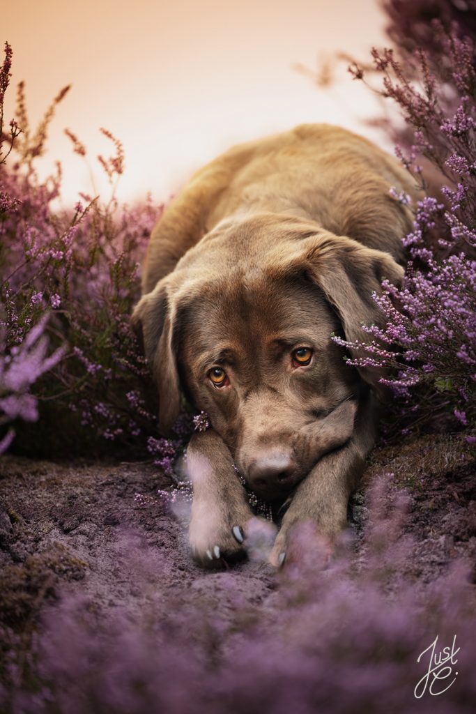 Emotionale Tierfotografie von einem schmollenden Labrador beim Outdoor-Hundeshooting im oldenburger Münsterland