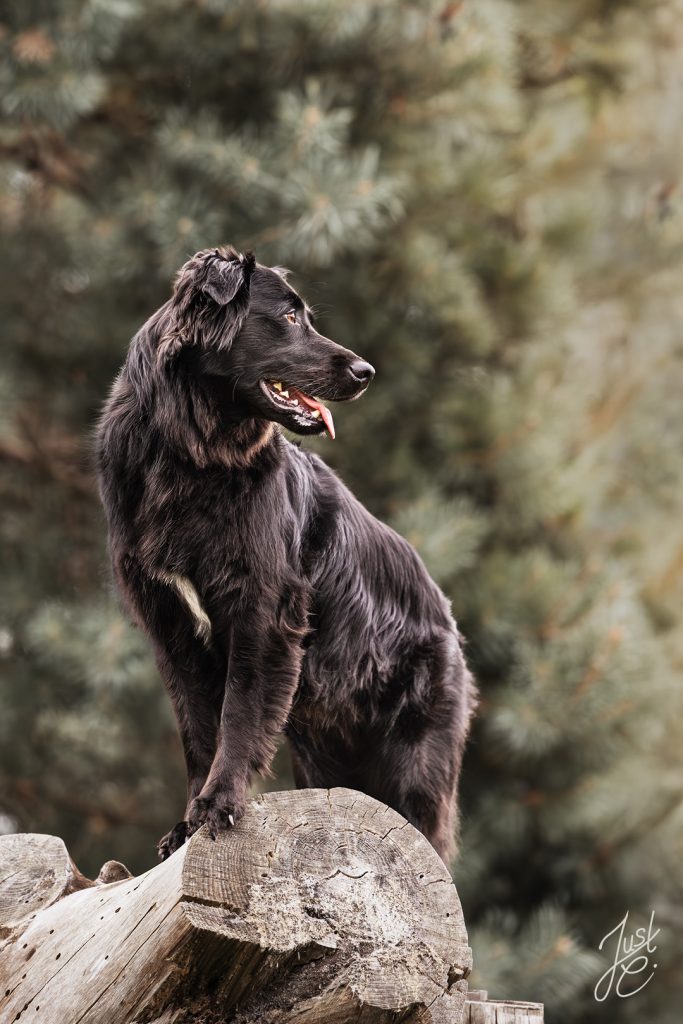 Natürliche Hundefotografie eines Flat-Mix auf einem Baumstumpf beim Fotoshooting in der Tühlsfelder Thalsperre.