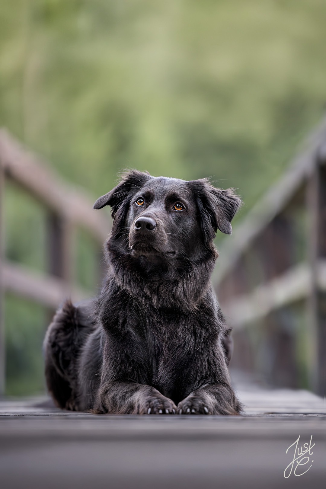 Natürliche Hundefotografie eines Flat-Mix auf einer Holzbrücke beim Fotoshooting in der Tühlsfelder Thalsperre