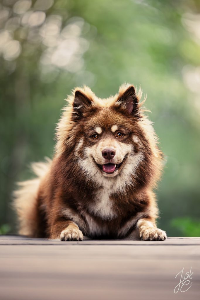 Emotionales Hundeportrait eines Lapphund Rüden im warmen Sommerlicht.