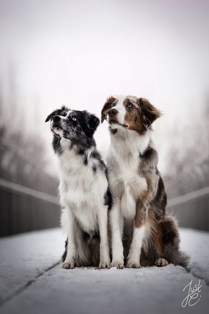 Doppel Hundeportrait von einem Mini-Aussie und einen Border Collie bei einem Wintershooting
