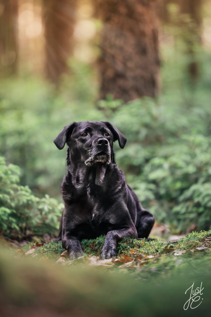 Hundefotografie einer Labrador Hündin in natürlicher Umgebung in Niedersachsen