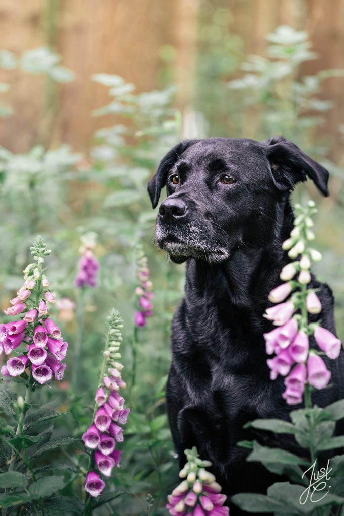 Natürliches Hundeportrait einer schwarzen Labrador Hündin zwischen Blumen Halterin bei einem Outdoor-Hundeshooting in Niedersachsen