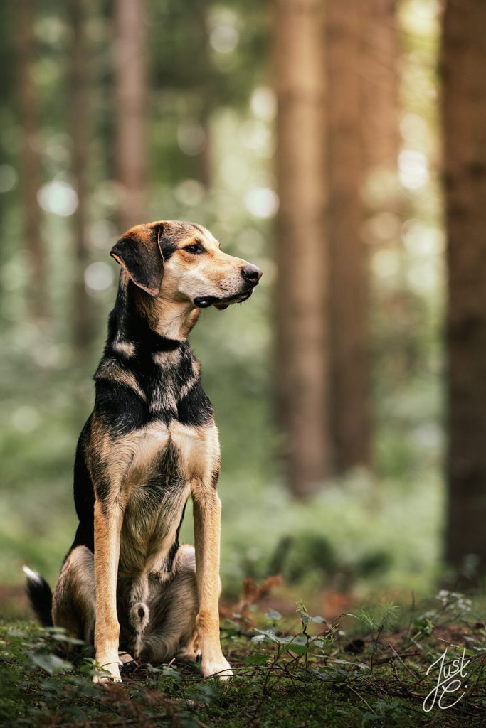 Natürliches Hundefoto eines Mischlings im Wald beim Shooting in der Tühlsfelder Thalsperre.