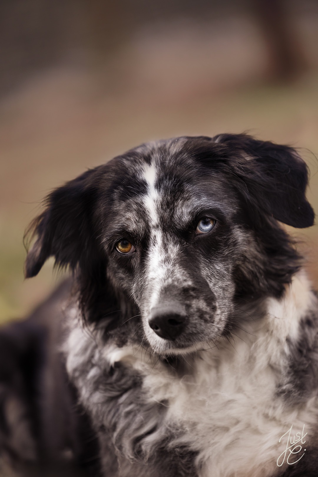 Wesensnahes Hundeportrait einer Ausstralian Shepherd Hündin bei einem Shooting in Bramsche
