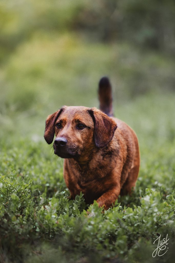 Natürliches Hundefoto eines Dachsbracken Mischlings im Wald beim Shooting in der Tühlsfelder Thalsperre