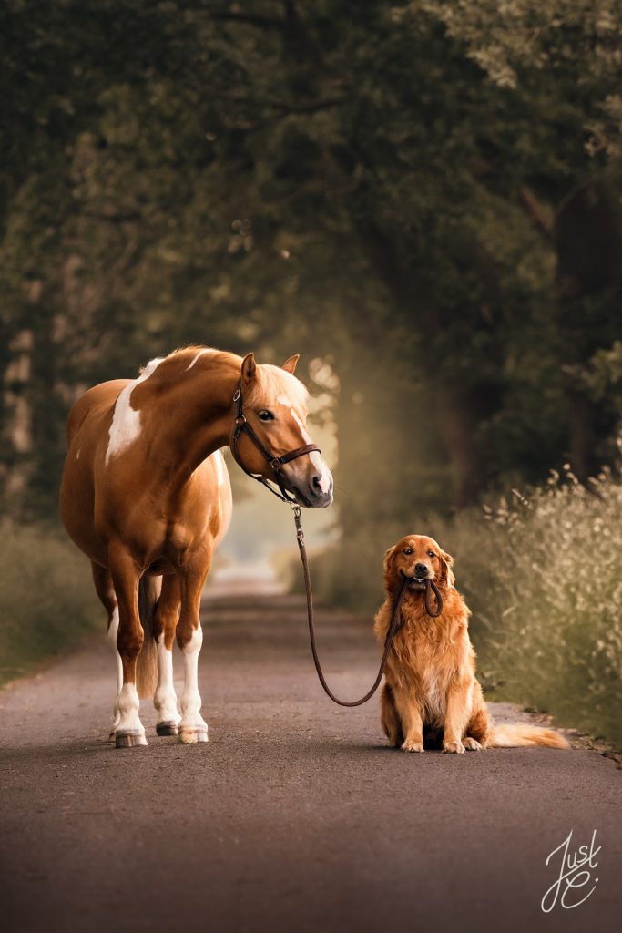 Emotionale Tierfotografie von einem Hund und Pferd Duo beim Outdoor-Hundeshooting in Barnstorf