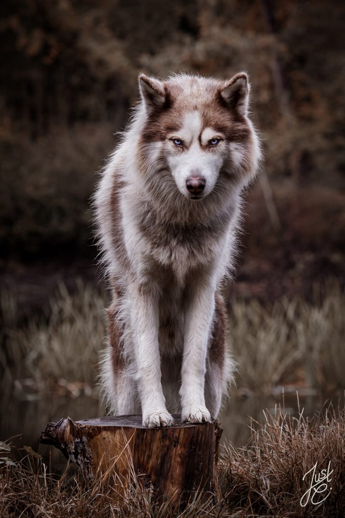 Ausdrucksstarke Hundefotografie von einem Husky im Wald in Ostfriesland
