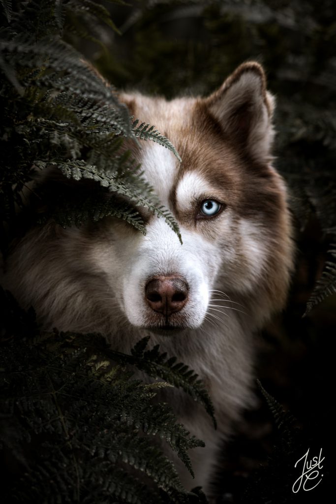 Preisgekröhntes Nahportrait eines Husky im Farn im Wald in Ostfriesland