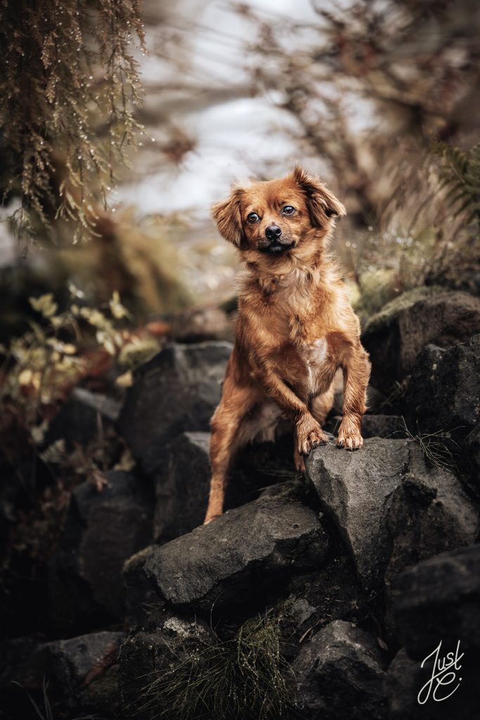 Hundefotografie eines stolzer Dackelmix in natürlicher Umgebung im Garten der Besitzerin