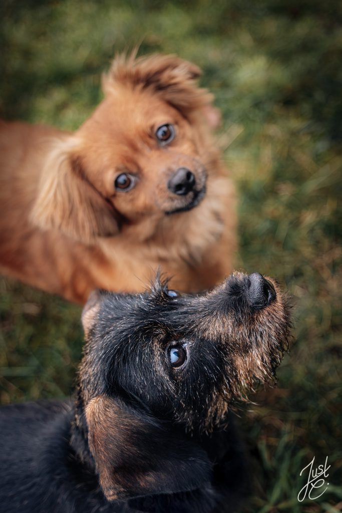 Hundefotografie von einem Dackel duo im Garten