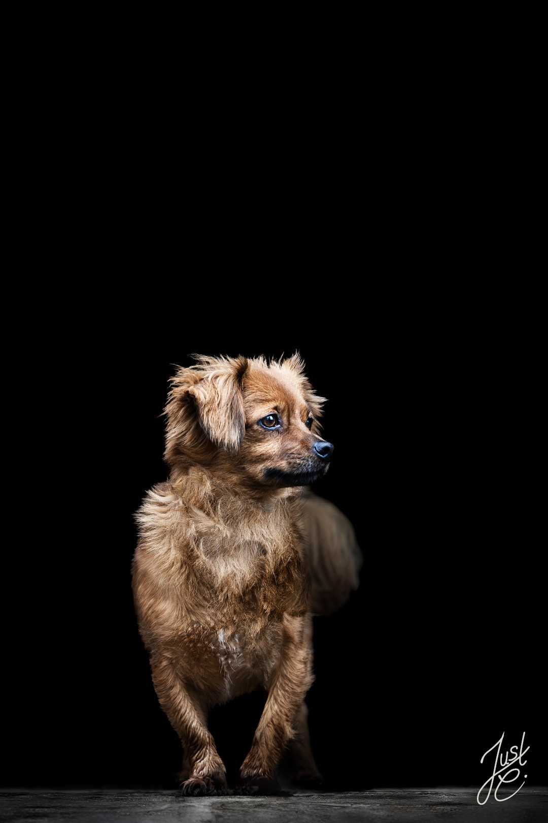 Hundeportrait wie im Studio mit schwarzem Hintergrund von einen Dackel Mix. Entstanden im Garten der Besitzerin