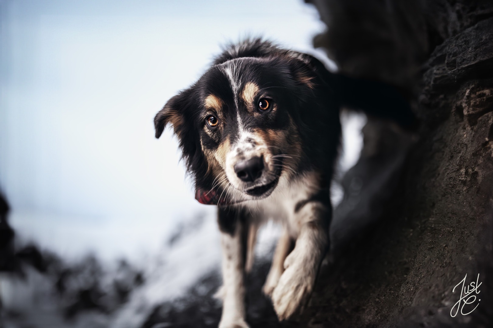 Bewegtes Hundebild eines Border Collie Mix in einer natürlichen Landschaft mit Schnee und Stein