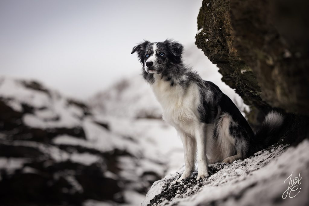 Natürliche Hundefotografie eines Border Collie bei einem Fotoshooting am Osnabrücker Piesberg