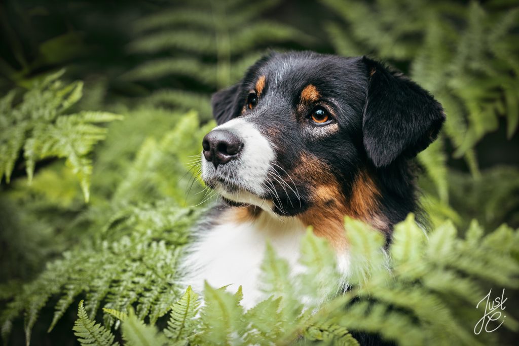 gefühlvolles Hundeportrait einer Ausstralian Shepherd Hündin von Farn umgeben bei einem Waldshooting in Oldenburger Münsterland