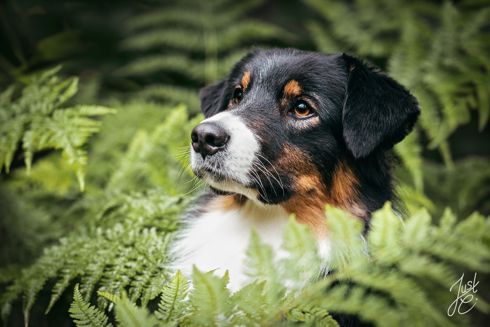 gefühlvolles Hundeportrait einer Ausstralian Shepherd Hündin von Farn umgeben bei einem Waldshooting in Oldenburger Münsterland