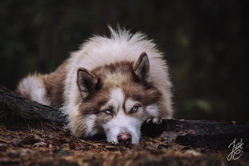 Charakterstarkes Hundefoto eines Husky Rüdens im Wald in Ostfriesland