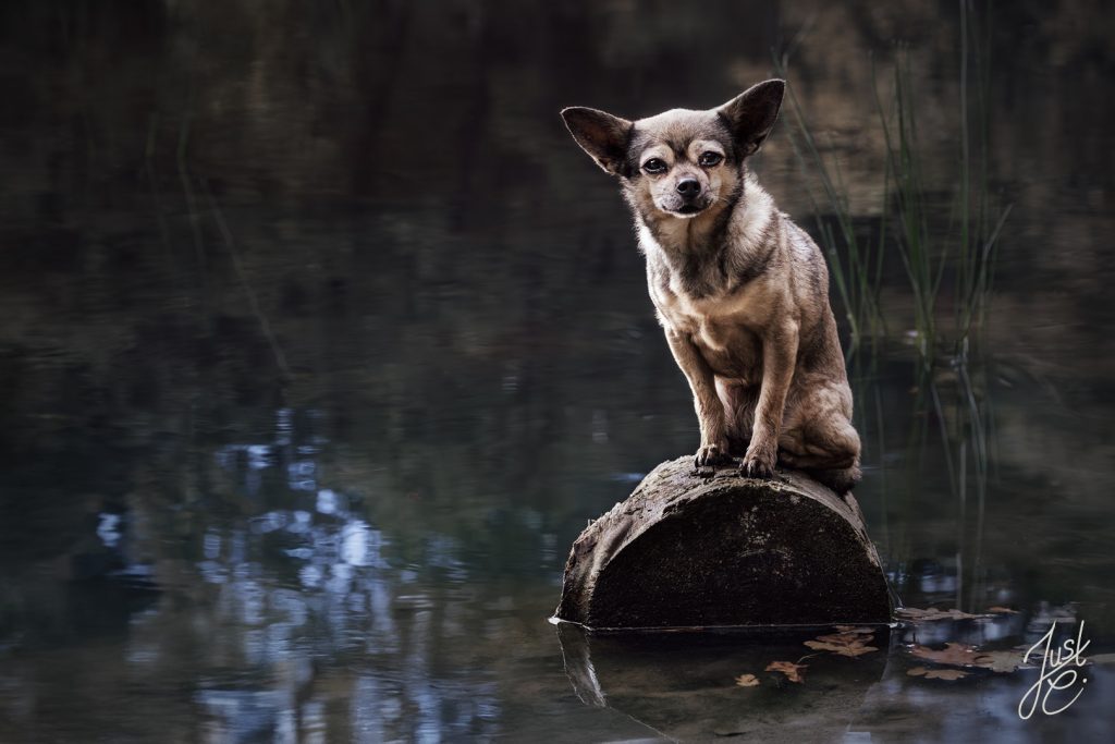 natürliche Hundefotografie eines Chihuahua im See in Niedersachsen
