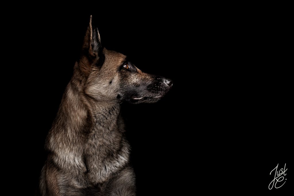 Hundefotografie wie im Studio von einem belgischen Schäferhund. Entstanden in einem Stalleingang