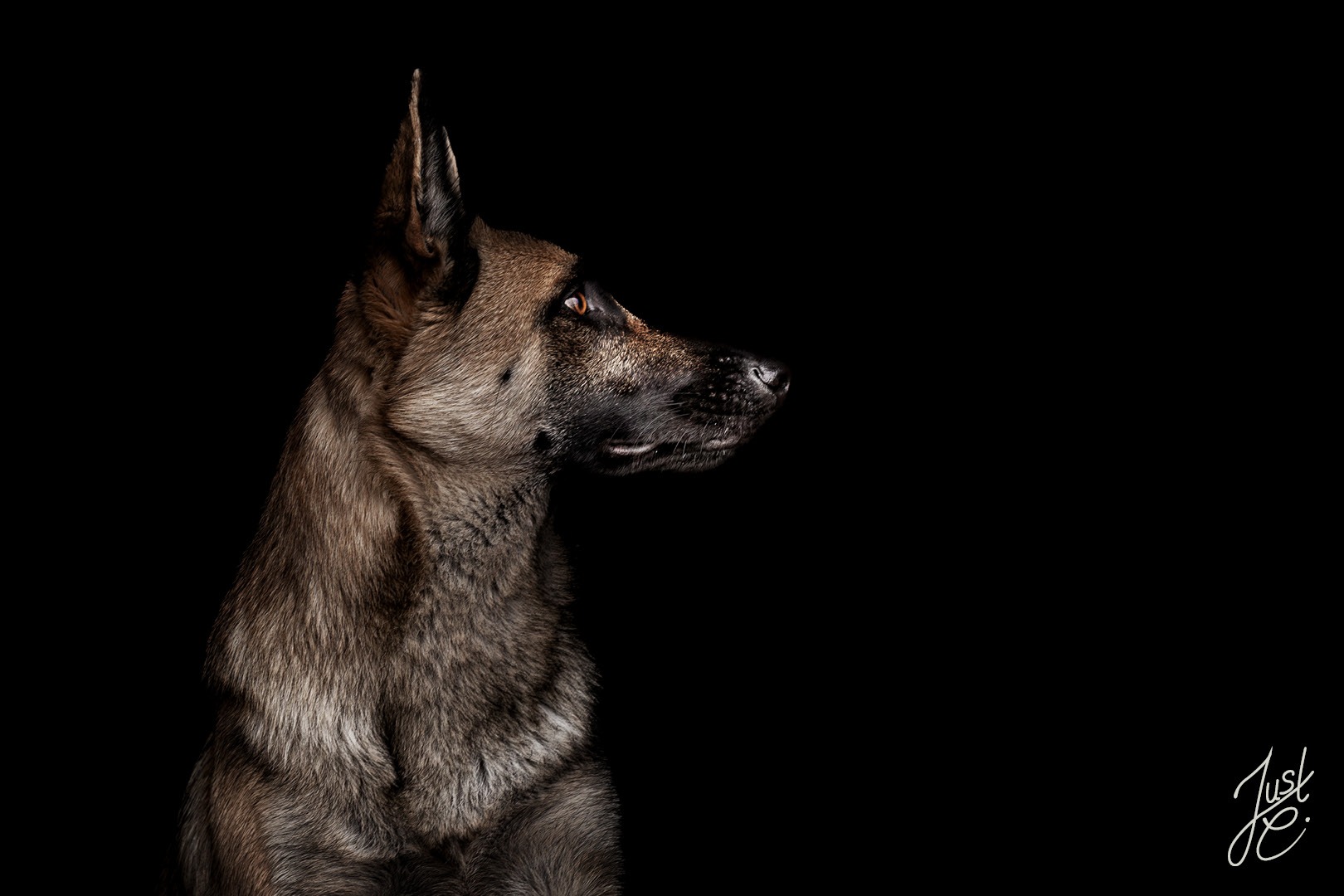 Hundefotografie wie im Studio von einem belgischen Schäferhund. Entstanden in einem Stalleingang