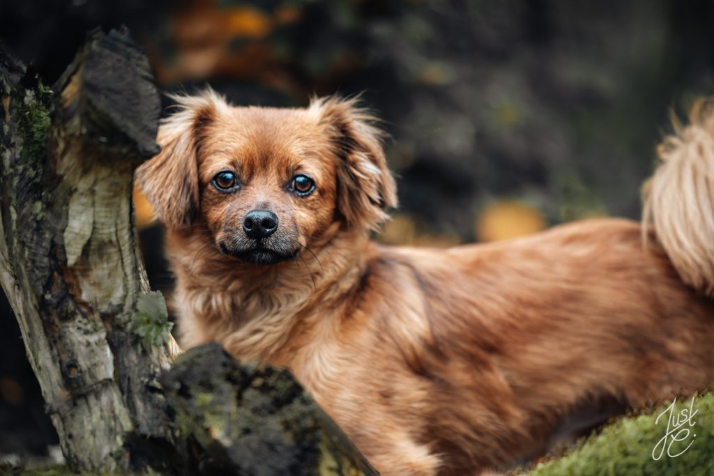 Hundeportrait eines Dackelnmix mit frechen Blick entstanden im Garten in Niedersachsen