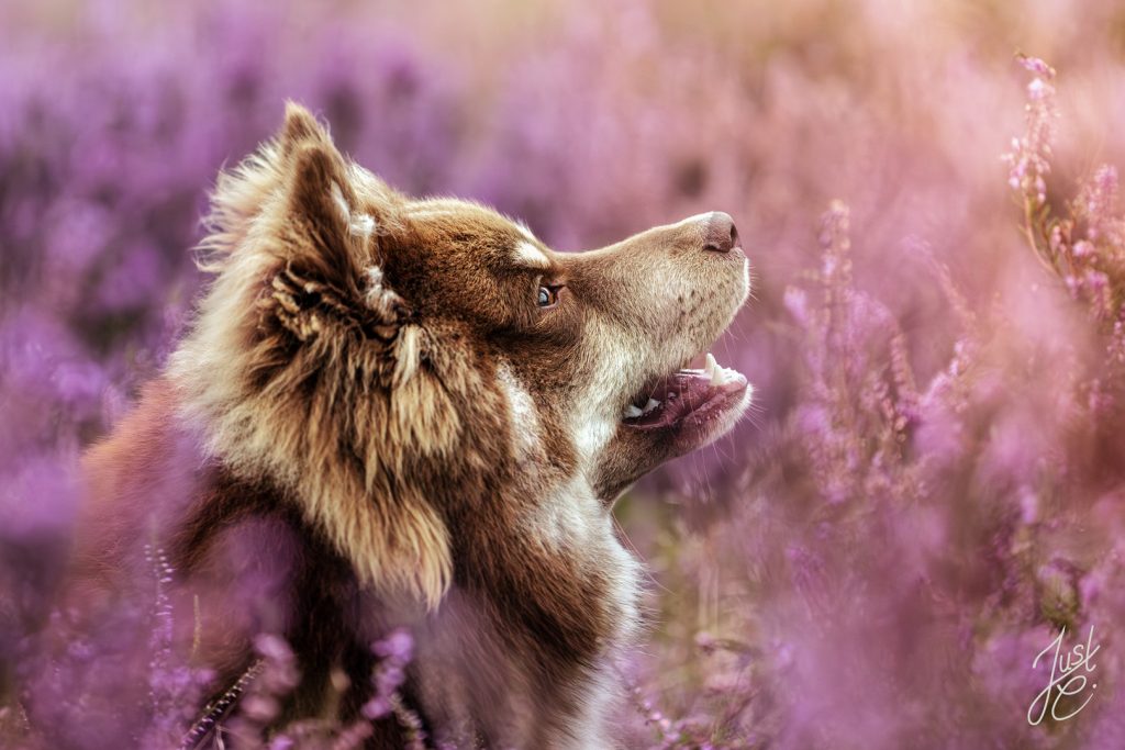 gefühlvolles Hundebild eines Lapphund Rüden taumhafter Heidelandschaft in Niedersachsen