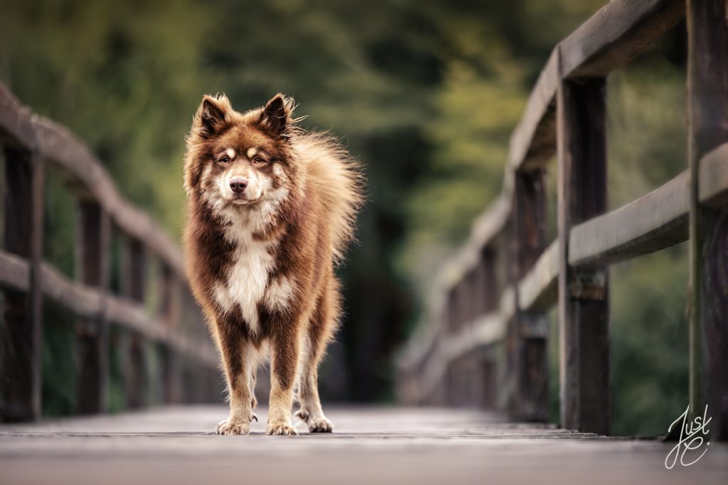 Natürliche Hundefotografie eines finnischen Lapphunds auf einer Holzbrücke beim Fotoshooting in der Tühlsfelder Thalsperre