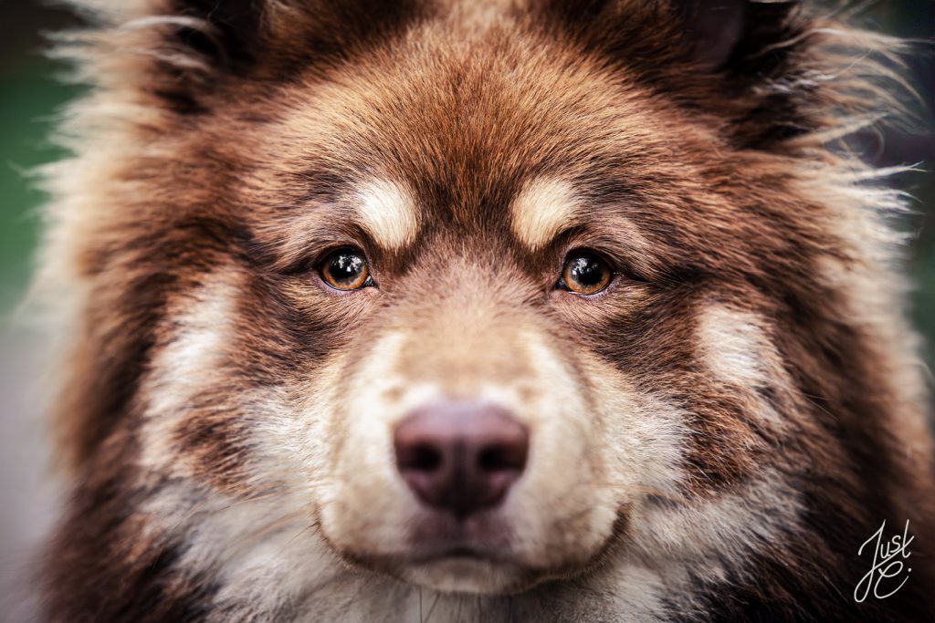Ausdrucksstarkes Nahportrait eines finnischen Lapphunds bei einem Hundeshooting in Niedersachsen