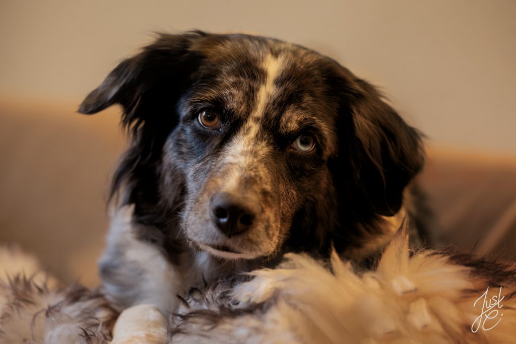 Hundefotografie einer neugierigen Aussie Hündin im Wohnzimer
