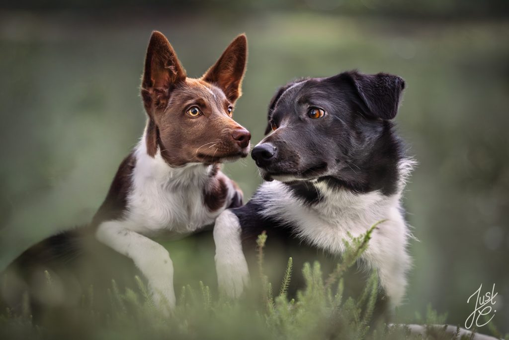 Inniges Bild zwei Hunden bei einem Outdoor-Hundeshooting in Niedersachsen