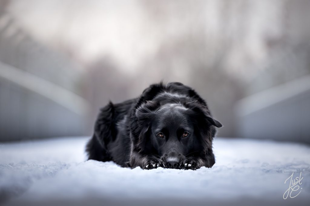 Emotionales Tierfoto einer Flat-Mix Hündin im Schnee