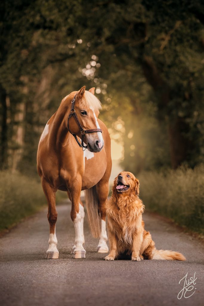 Emotionale Tierfotografie von einem Hund und Pferd Duo beim Outdoor-Hundeshooting in Barnstorf