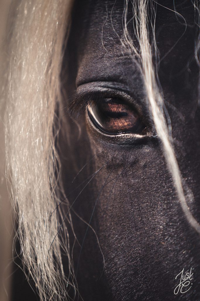 gefühlvolle Detailaufnahme des Auge einer Mustang stute in Barnstorf bei Diepholz