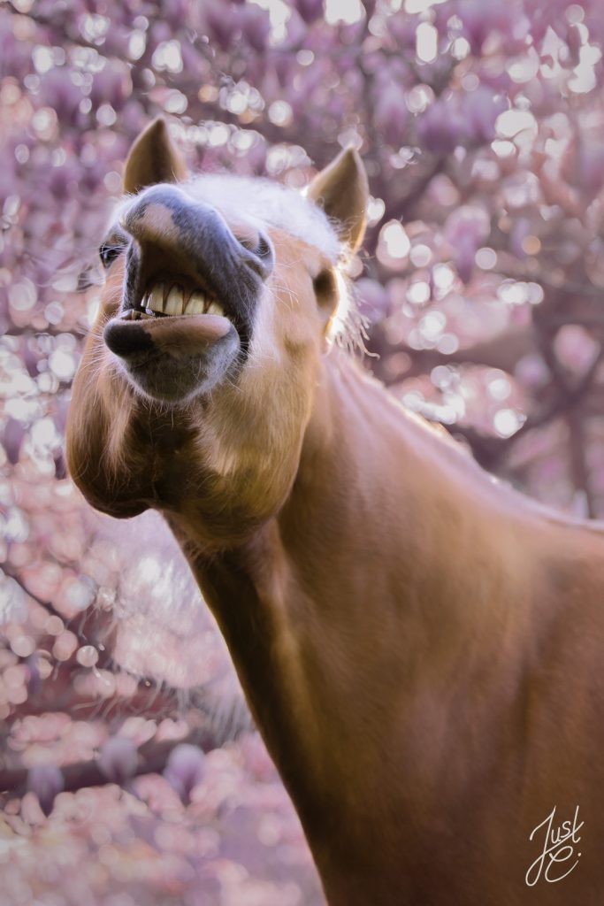 lustiges Pferdeportrait von einem Haflinger vor einer Magnolie