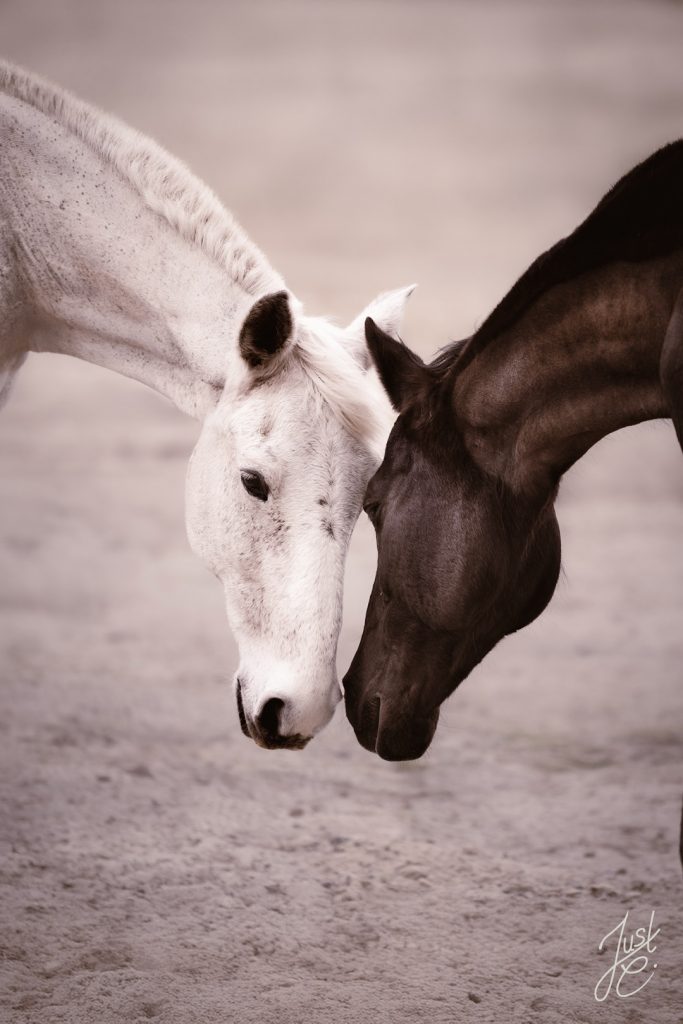 emotionale Pferdefotografie als eine Momentaufnahme von zwei befreundeten Pferden im Offenstall