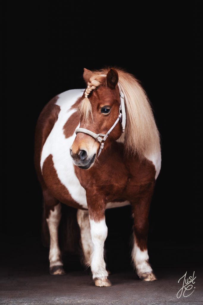 liebevolles Ponyportrait eines Shettys vor schwarzen Hintergrund beim mobilen Pferdeshooting in Diepholz