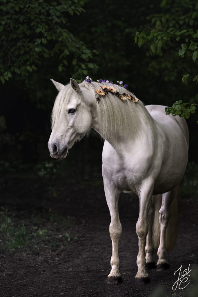 märchenhafte Pferdefotografie von einem Spanischen Schimmel im wald bei einem Pferdeshooting in Norddeutcshland