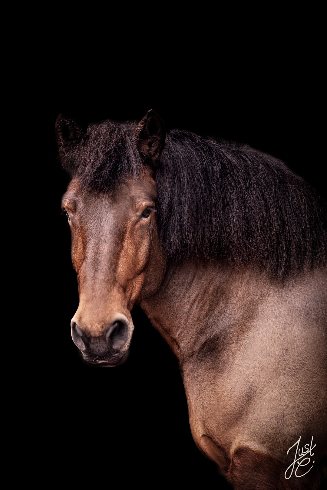 gefühlvolles Pferdeportrait von einer Kaltblut Stute vor schwarzen Hintergrund