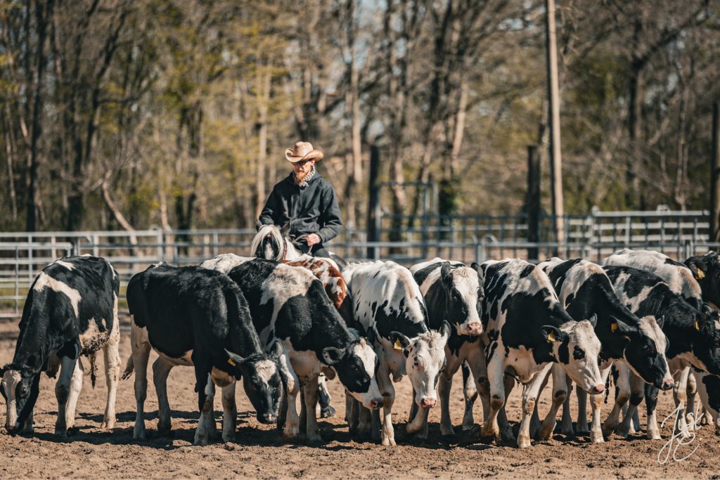 stimmungsvolle Pferdefotografie von einem Cowboy beim Rindertireb als Dokumentarische Aufnahme in Bramsche