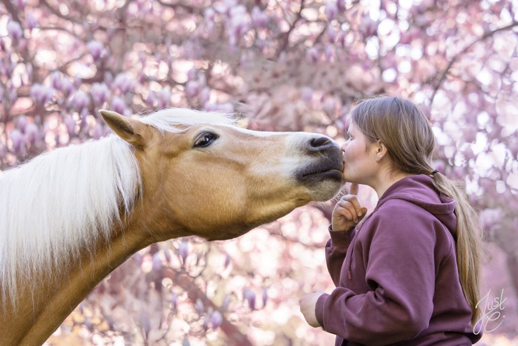 gefühlvolle Pferdeportrait von einem Haflinger vor Magnolie beim Frühjahrsshooting in Barnstorf
