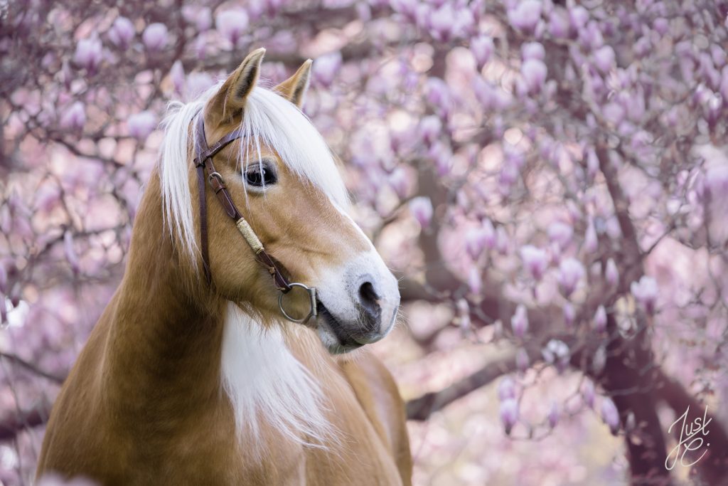 gefühlvolle Pferdeportrait von einem Haflinger vor Magnolie beim Frühjahrsshooting in Barnstorf
