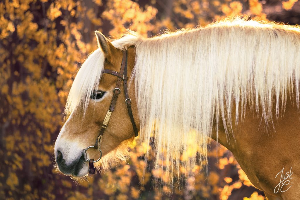 gefühlvolle Pferdeportrait von einem Haflinger vor goldgelben Blütenmeer beim Frühjahrsshooting in Barnstorf