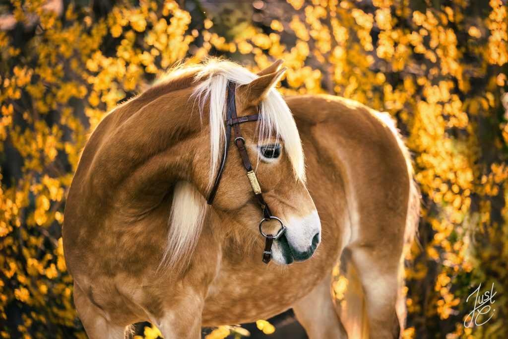 gefühlvolle Pferdefotografie von einem Haflinger vor goldgelben Blütenmeer beim Frühjahrsshooting in Barnstorf