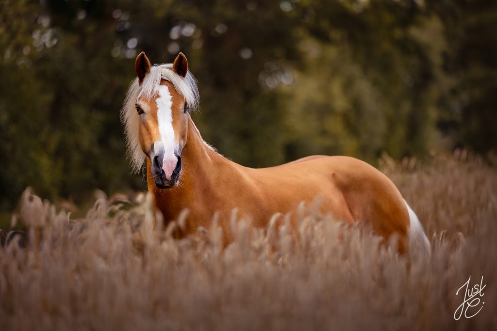 sommerliches Pferdefoto einer Haflinger stute im Getreidefeld beim Outdoorshooting in Barnstorf