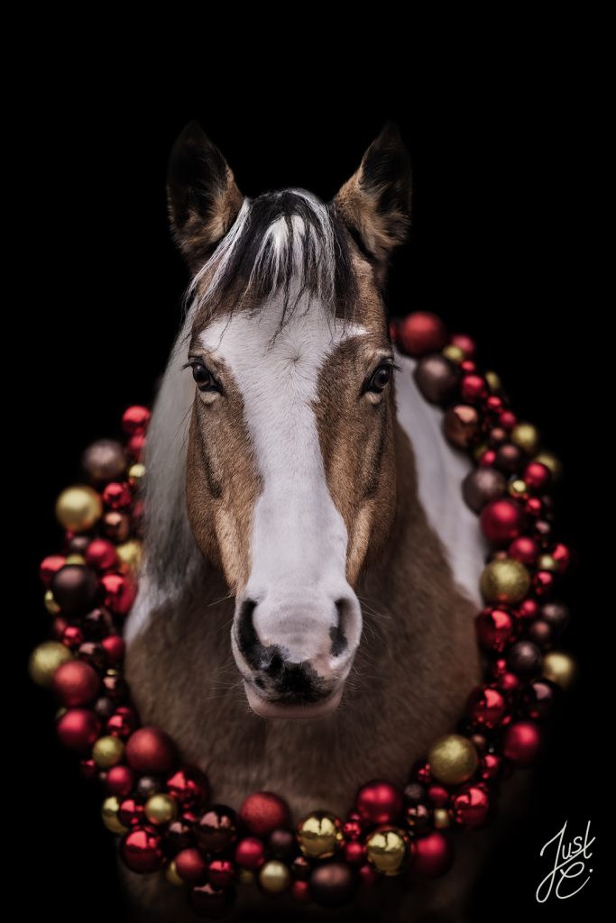 Festliche Tierfotografie von einem Irischen Reitpony bei einem Weihnachtsshooting mit Kugelkranz in Niedersachsen